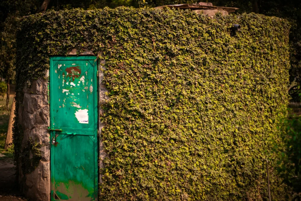 a green door is covered in green plants