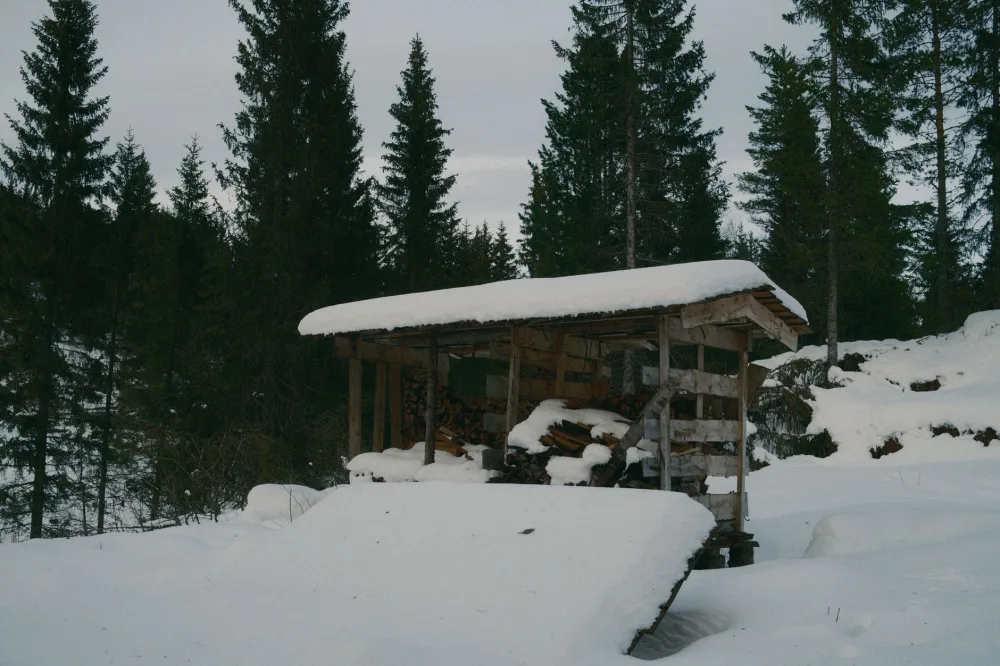 A serene winter scene with a snow-covered wood shed surrounded by fir trees.