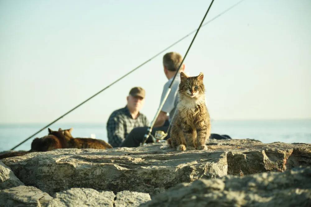 A cat sits on rocks near fishermen at the shoreline of Kadıköy, İstanbul, Türkiye.